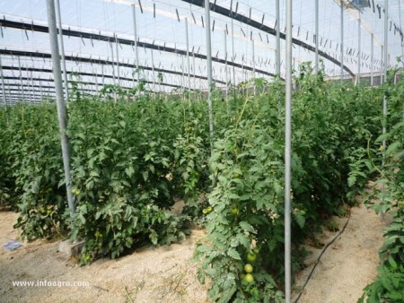 cultivo de jitomate